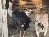 Chickens — الصورة 4