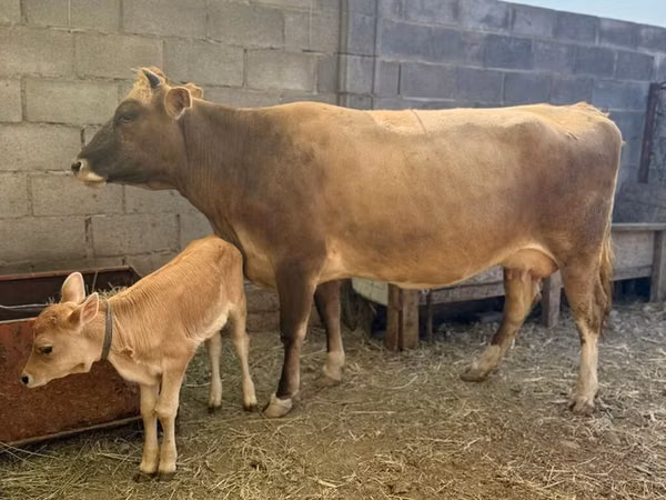 母牛, Cattle — 吉尔吉斯斯坦