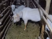 Ziege, Alpine goat — Foto 4