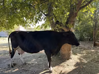 Cow, Holstein breed — photo 2