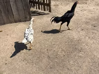 Chickens — Foto 1