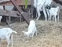 Echki, Saanen goat — 7-rasm