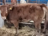 Rinder (Partie, Geschlecht nicht angegeben), Limousin-Kuh — Foto 7