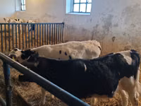 Bulle, Russian Black pied cattle — Foto 1
