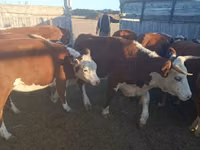 Toro, Ganado vacuno — foto 3