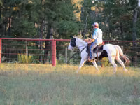 Hengst, American paint horse — Foto 8