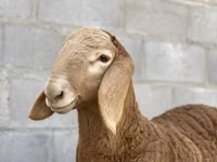 Carnero, Arashan sheep — foto 2