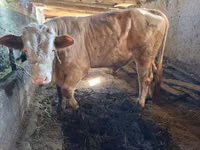 Toro, Simmental cattle — foto 1