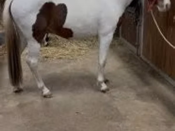 Mare, Horses