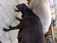 Ram, Sheep — photo 1