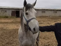 Aygʻir, Friesian sport horse — 4-rasm
