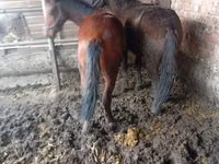 Caballos (lote, sexo no especificado), Caballos — foto 5