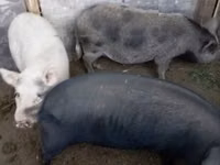 Säue, Schweine — Foto 1