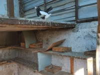 Chickens — Foto 3
