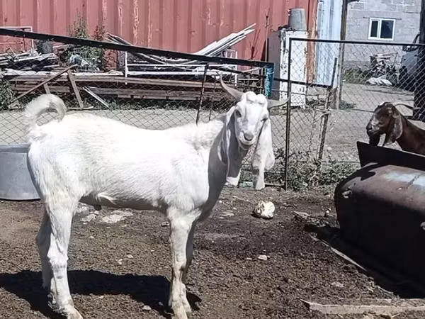 Ziege, Nubian Goat