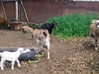 母山羊, Alpine goat — 照片 2