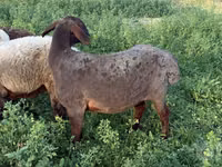 Qoʻy, Qoʻylar — 1-rasm