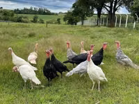 Turkeys — Foto 2