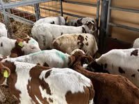 Qoramol (partiya, jinsi ko‘rsatilmagan), Simmental cattle — 1-rasm