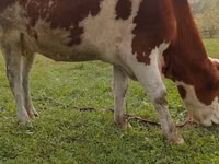 母牛, Simmental cattle — 照片 2