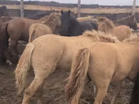 Otlar (partiya, jinsi ko‘rsatilmagan), Kazakh horse — 1-rasm