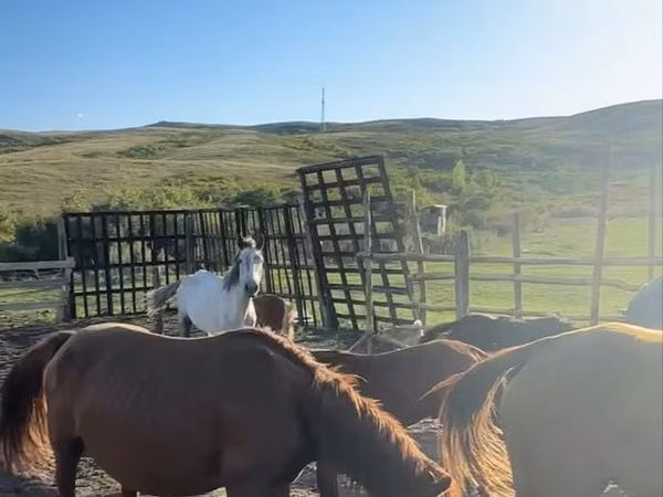 Toychoq, Kazakh horse — Qozogʻiston