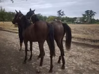 Yegua, Caballos — foto 3