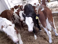 Rinder (Partie, Geschlecht nicht angegeben), Simmental cattle — Foto 2