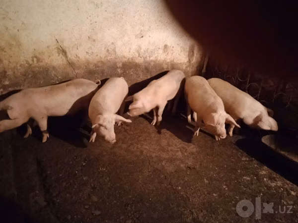 Eber, Schweine