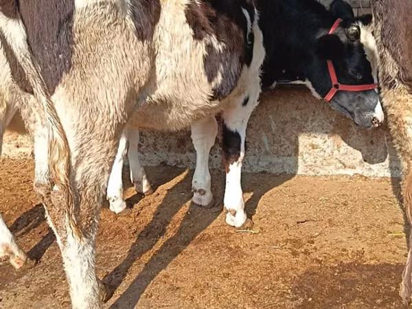 Rinder (Partie, Geschlecht nicht angegeben), Simmental cattle