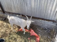 Cabra, Saanen goat — foto 5