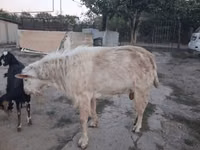 Ziege, Saanen goat — Foto 2