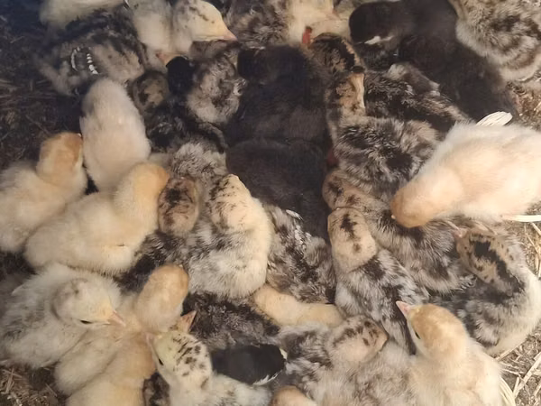 Turkeys — Kirgisistan