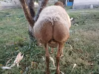 كبش, Arashan sheep — الصورة 5
