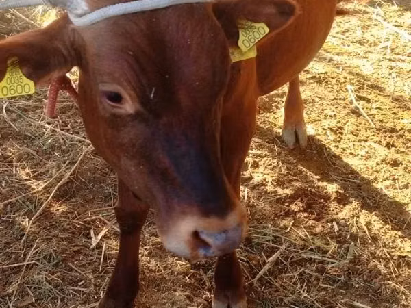 公牛, Cattle — 乌兹别克斯坦