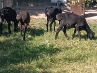 Carnero, Ovejas — foto 5