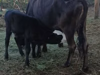 गाय, अलाताऊ नस्ल — फ़ोटो 3