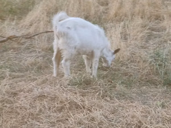 母山羊, Saanen goat — 哈萨克斯坦