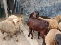 Cabro, Damask goat — foto 3
