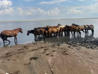 Stute, Horse breed — Foto 2