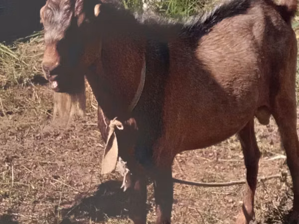 Ziegen (Partie, Geschlecht nicht angegeben), Beetal goats