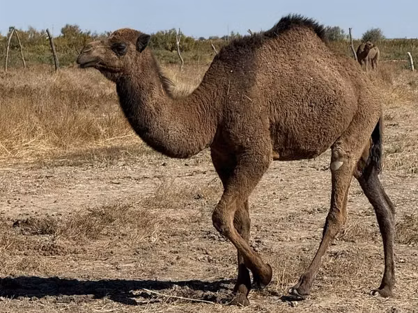 Kamelstute, Kazakh Bactrian camel