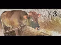 Rinder (Partie, Geschlecht nicht angegeben), Simmental cattle — Foto 3
