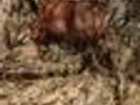 Toro, Ganado vacuno — foto 3