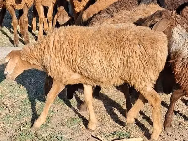 Інген, Түйелер
