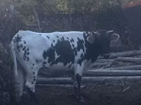 गाय, Russian Black pied cattle — फ़ोटो 2