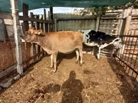 母牛, Swiss cattle — 照片 2