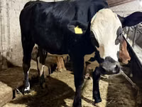 Cow, Holstein breed — photo 1