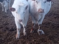 Vaca, Vaca kazaja de cabeza blanca — foto 1