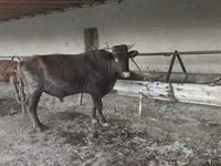 Bulle, Rinder — Foto 4